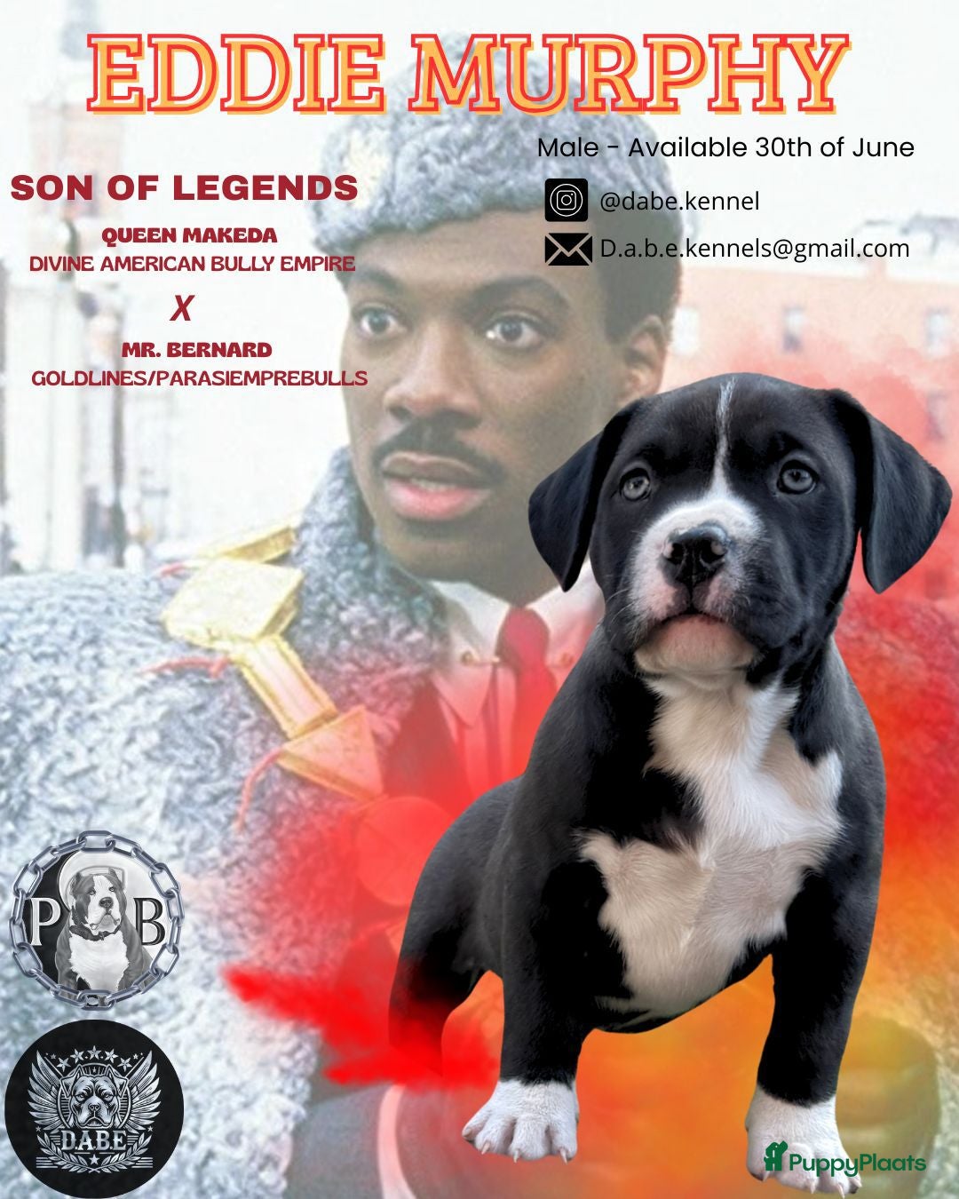 Amerikaanse Bully honden te koop: American Bully XL Puppies - Afbeelding 5