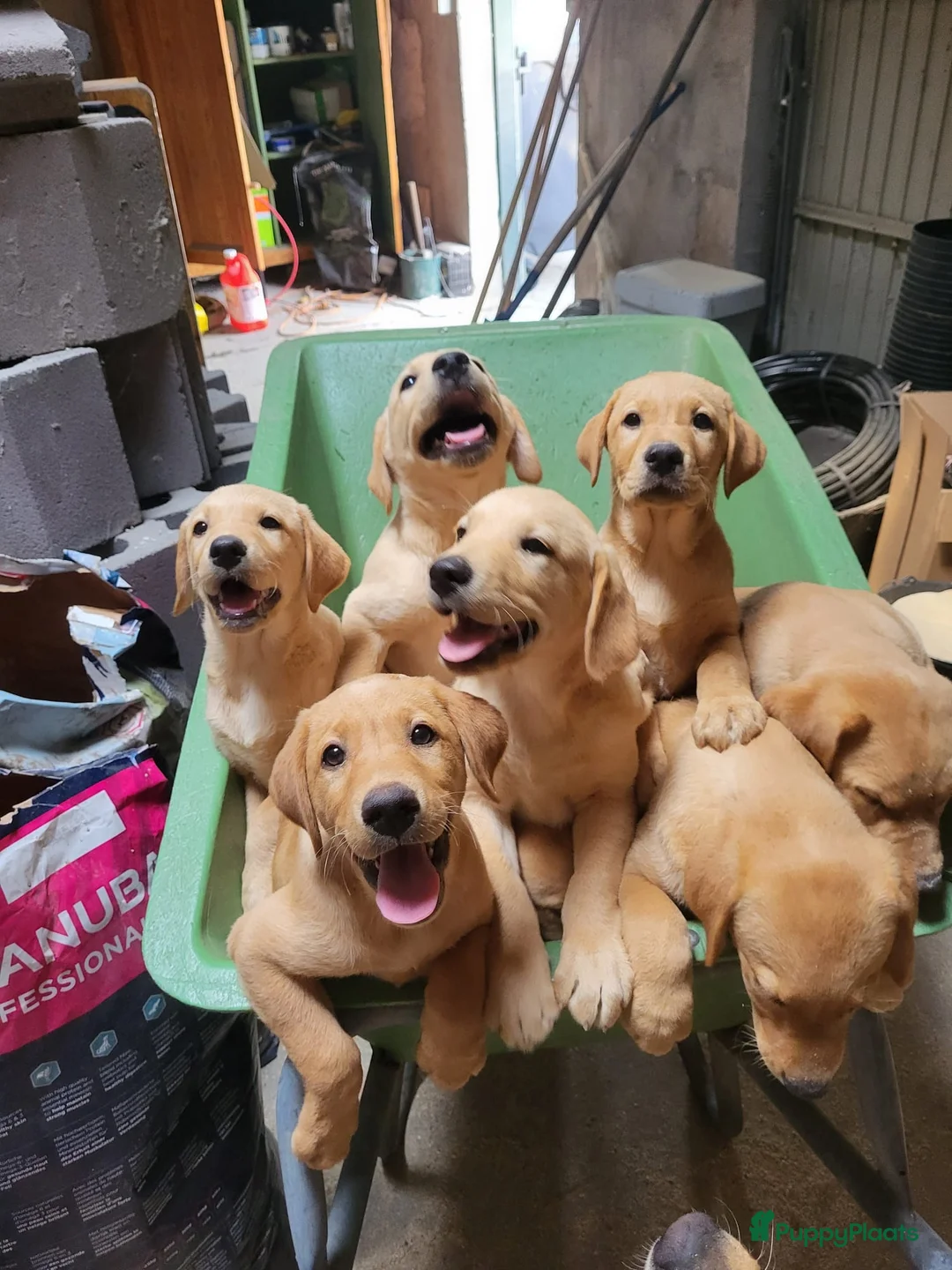 Labrador Retriever honden te koop: Labrador Red Fox pups - Advertentie 10