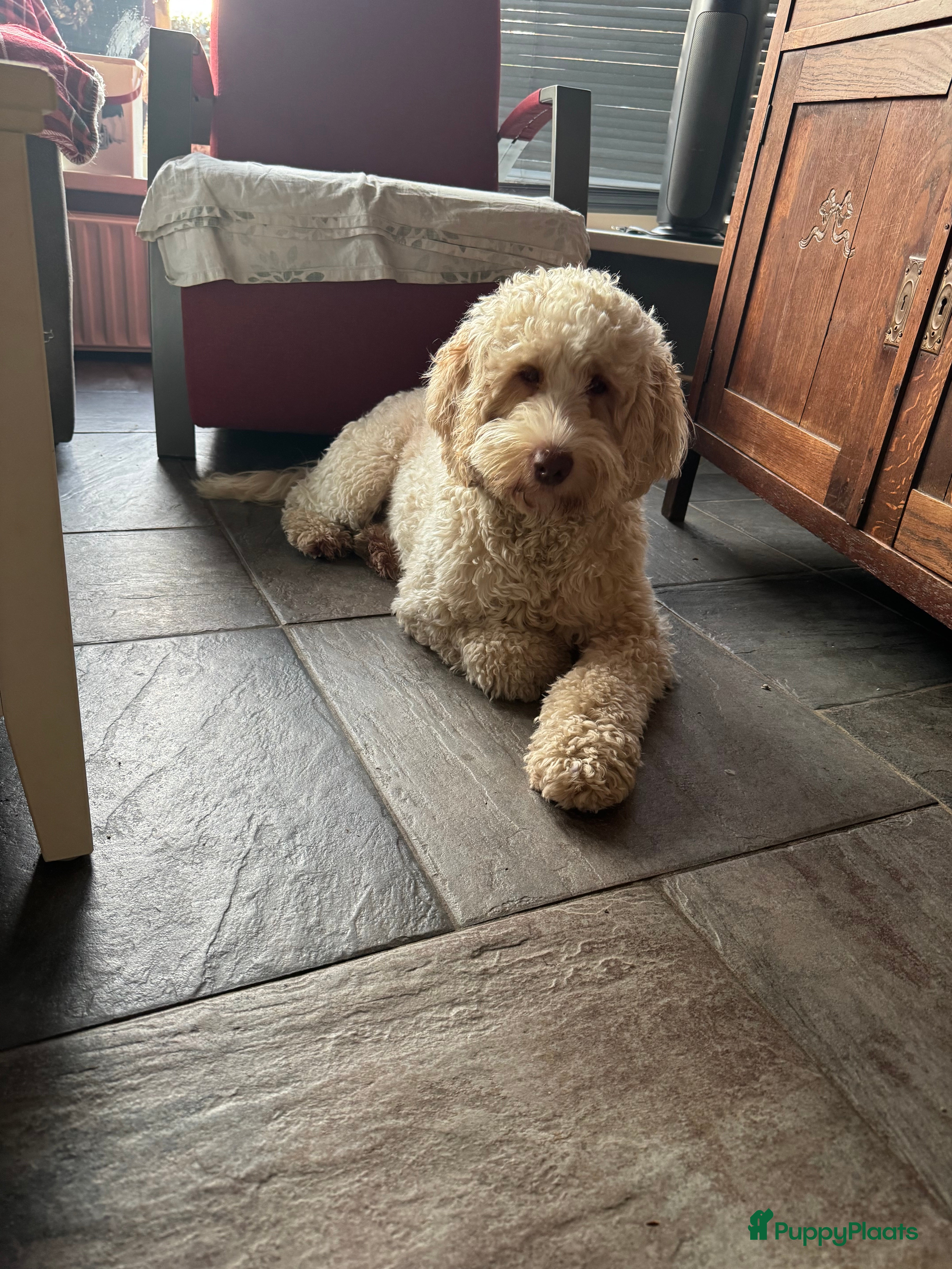 Australian Labradoodle honden Australien labradoodles met afstammingsbewijs! - Advertentie 2