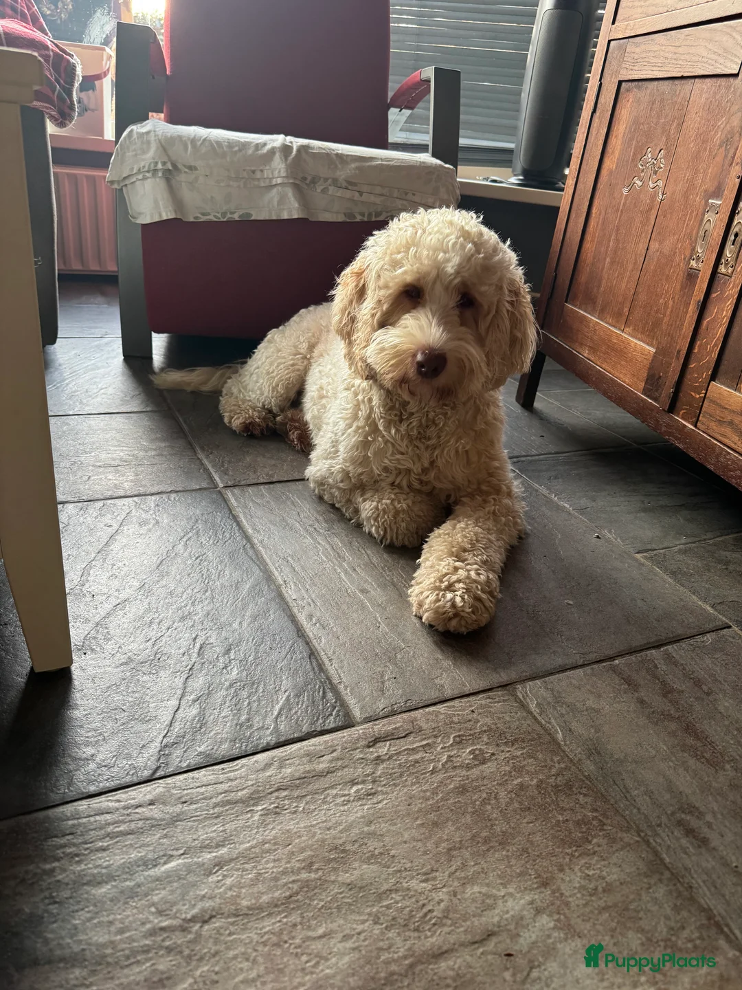 Australian Labradoodle honden te koop: Australien labradoodles met afstammingsbewijs! - Advertentie 2