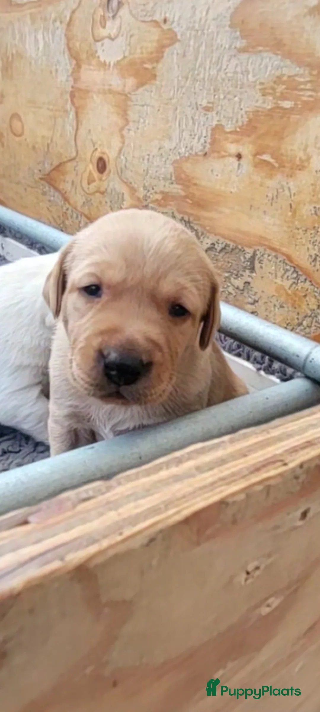 Labrador Retriever honden te koop: STAMBOOM FIELDTRIAL LABRADOR PUPS - Advertentie 7