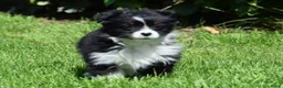 Australian Shepherd honden te koop: Knappe Miniature American Shepherd (MAS) pups - Advertentie 17