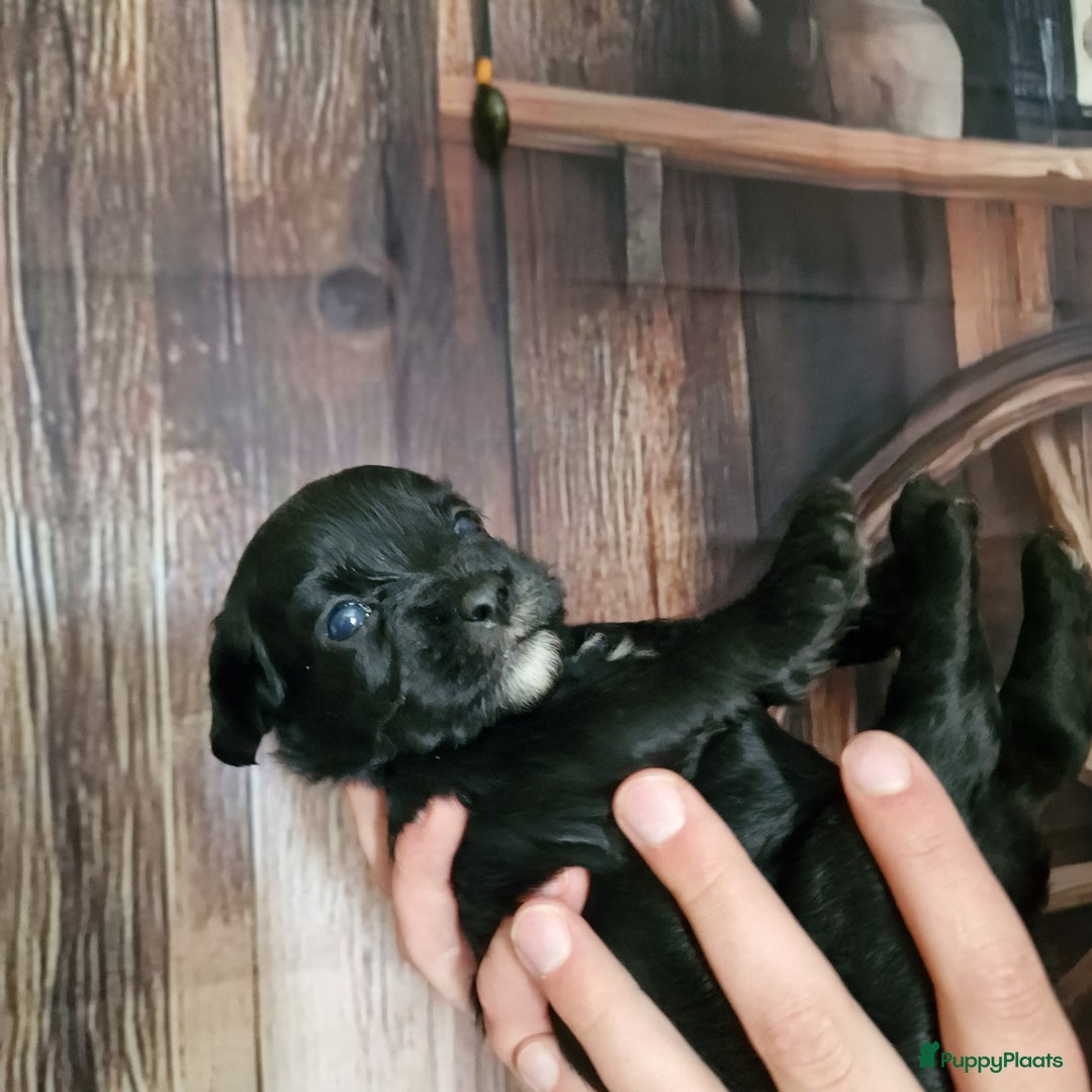 Australian Labradoodle honden te koop: Australian labradoodle Backcross micro/mini - Afbeelding 16