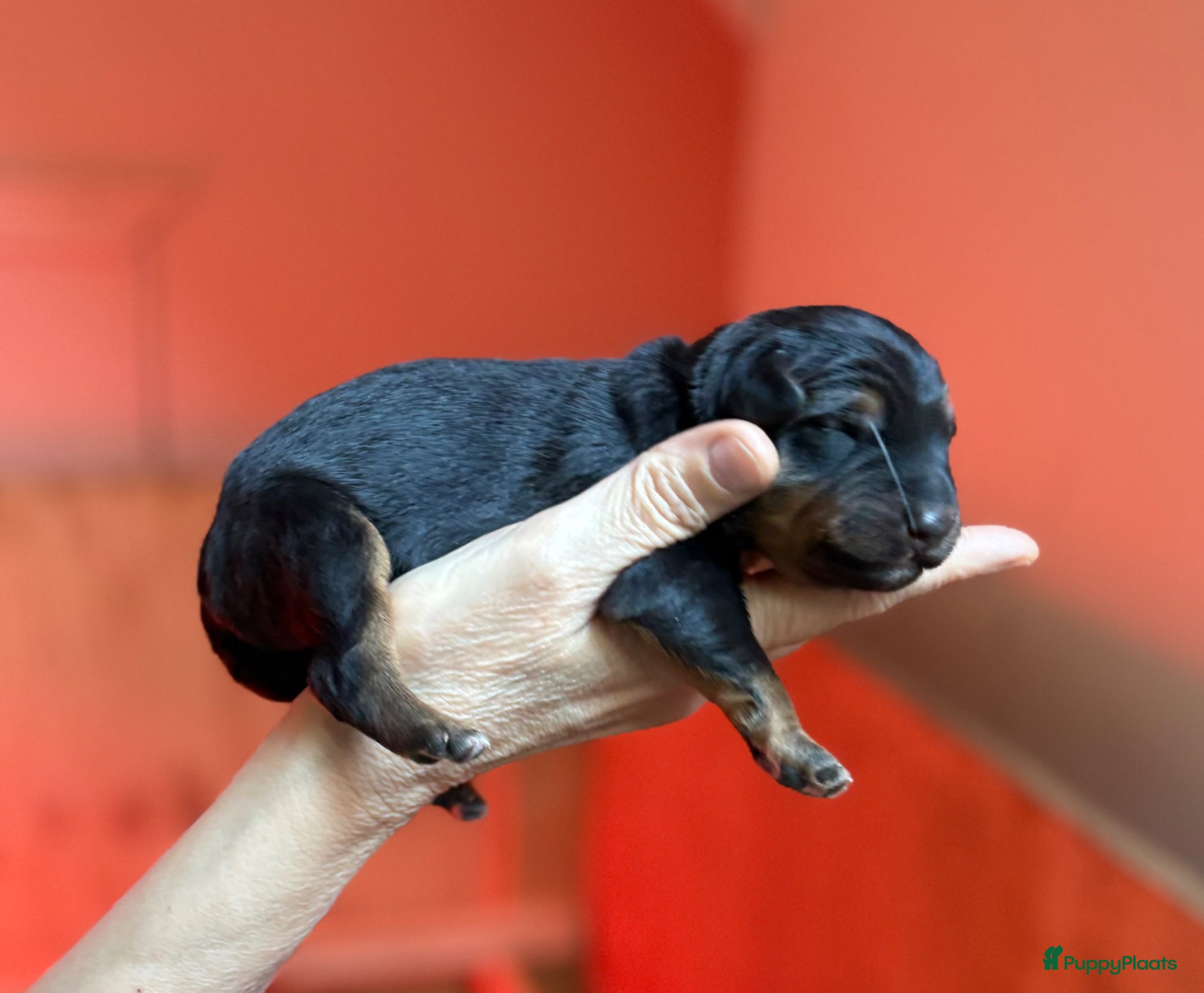 Kruising honden te koop: Nog 1 lieve pup te koop in Niebert - Advertentie 8