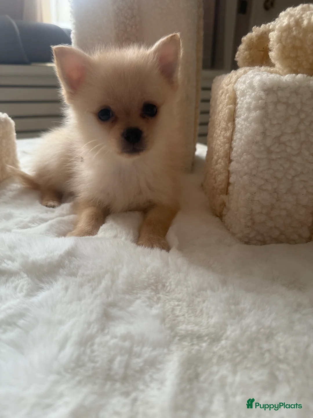 Pomsky honden te koop: 2 pomsky x pomeriaan teefjes  - Advertentie 4