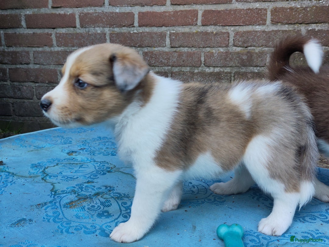 Australian Shepherd honden te koop: Australian Shepherd x Bordercollie pups in Linde - Afbeelding 20