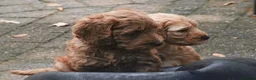 Australian Labradoodle honden te koop: Medium Australian Labradoodle puppy's - Advertentie 15