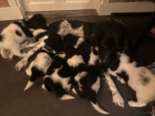 Friese Stabij honden Friese stabij pups - Advertentie 6