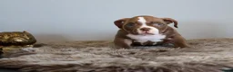 Amerikaanse Bully honden te koop: Tekoop zeer prachtige american bully micro teefjes - Advertentie 6