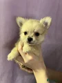 Pomchi Puppy 4