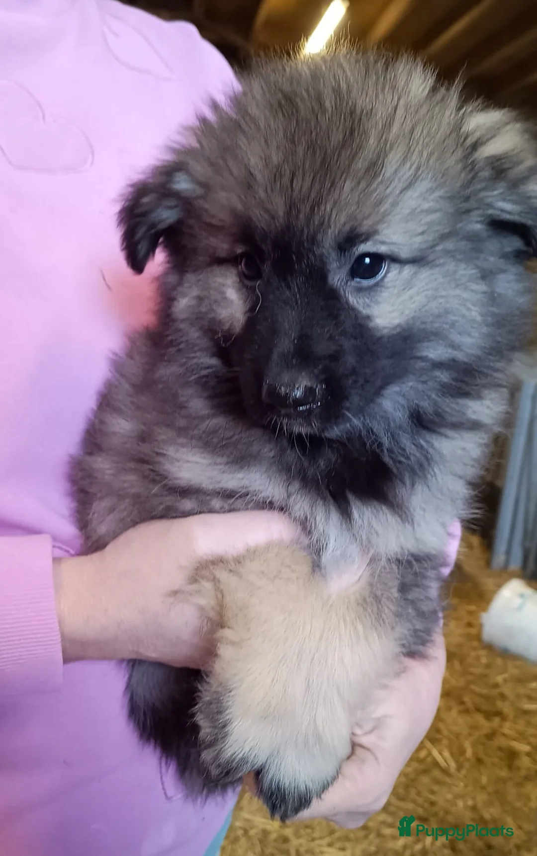 Keeshond honden te koop: Gereserveerd: Keeshond wolfsgrauw. Grijs. Blauw. - Advertentie 2