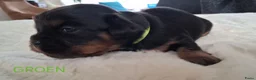 Kruising honden te koop: Mooie Boomer pups - Advertentie 3