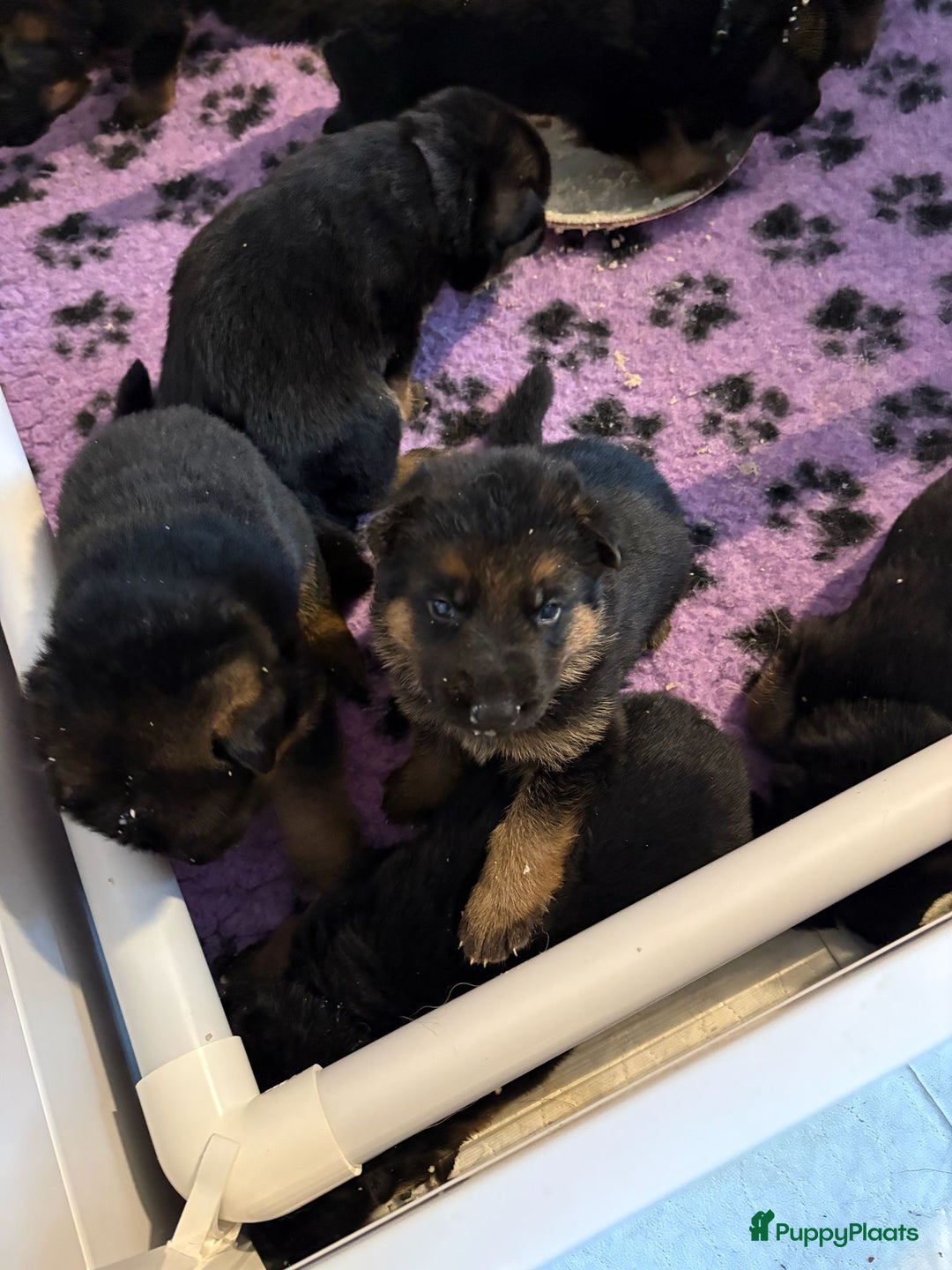 Duitse Herder honden te koop: Stamboom Duitseherder pups  HD en ED  vrij - Advertentie 2