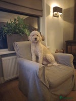 Kruising honden Goldendoodle x australien Labradoodle - Advertentie 3