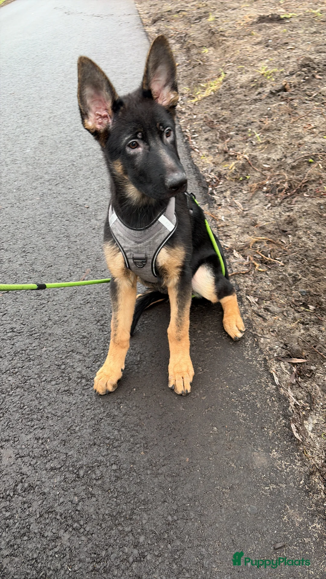 Duitse Herder honden te koop: Herder pup 16 weken (21-9-2025) - Advertentie 7