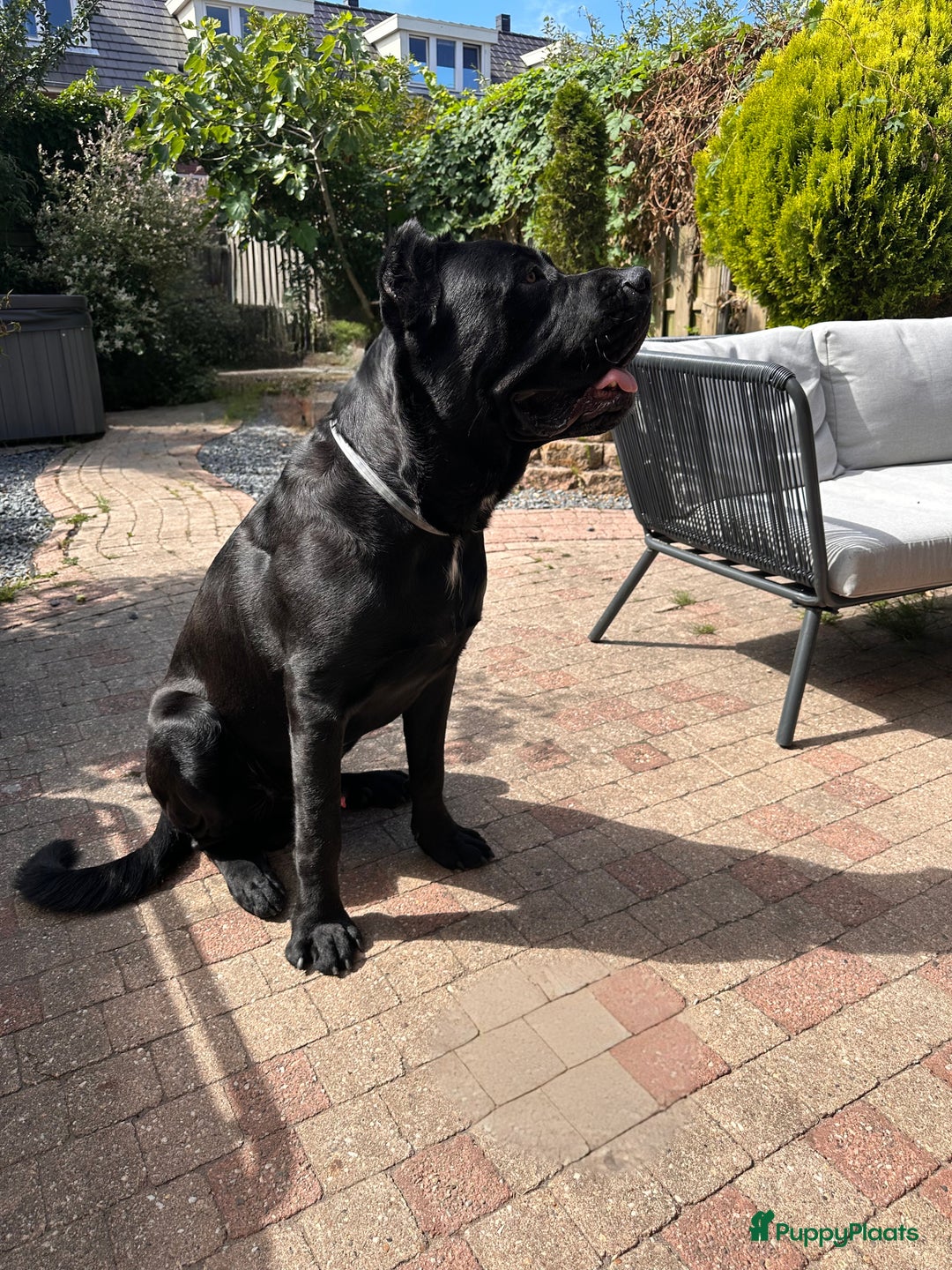 Cane Corso honden te koop: Cane corso 7 puppy’s - Afbeelding 13
