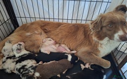Australian Shepherd honden te koop: Raszuivere Australian Shepherd op de boerderij - Afbeelding 15