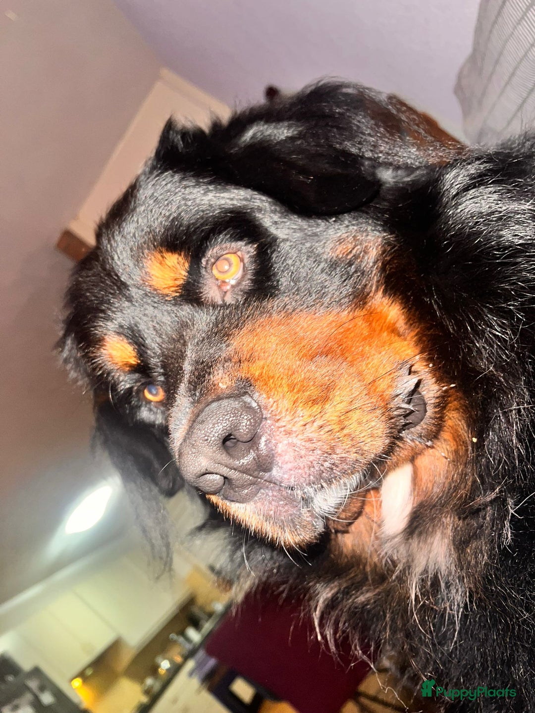 Berner Sennenhond honden ter dekking: Boulab Berner Senner 75% x 25% labrador - Advertentie 7