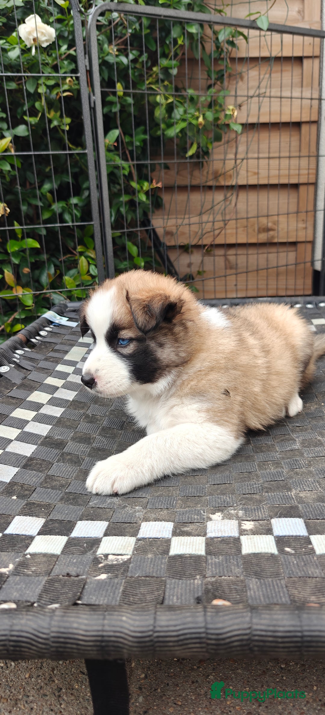 Kruising honden te koop: Borsky pup, Husky x Border Collie - Afbeelding 7