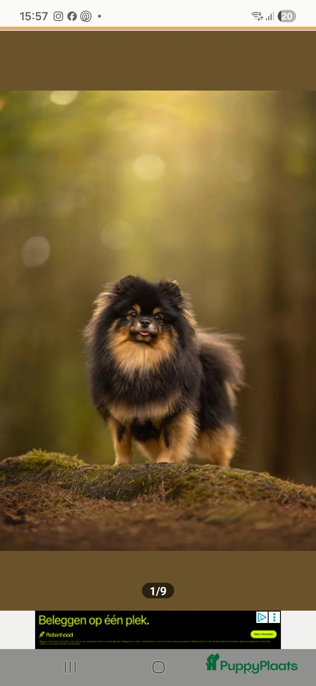 Pomchi honden te koop: Knappe reu - Advertentie 7