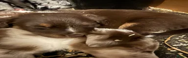 Australian Shepherd 2