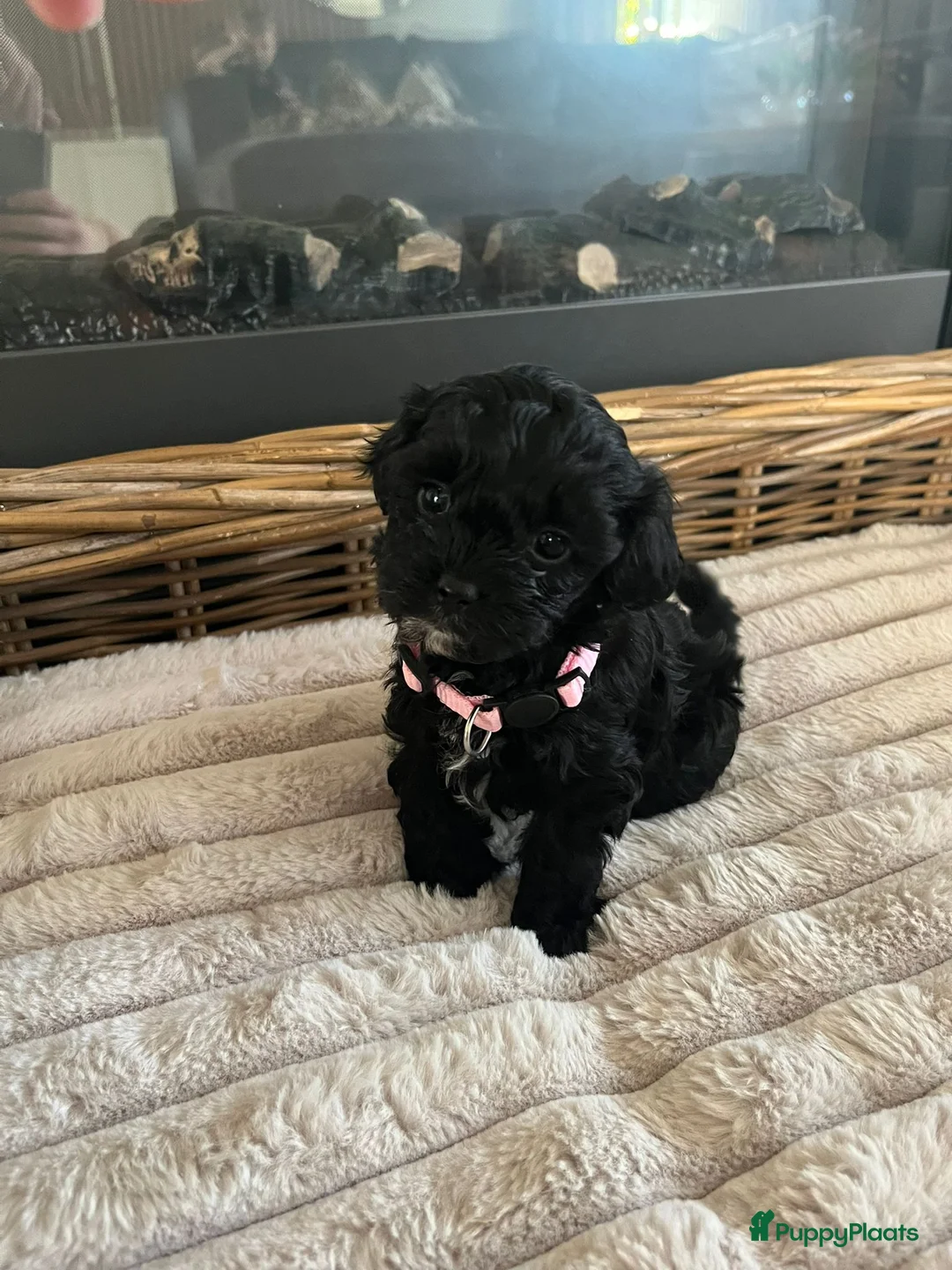 Maltipoo honden te koop: Maltipoo pups - Advertentie 6