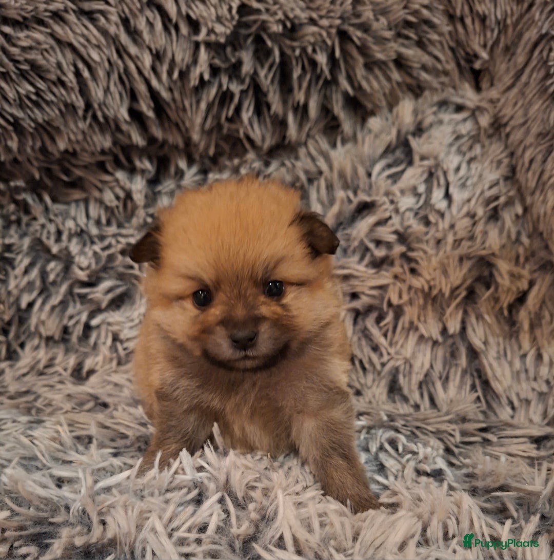 Pomeriaan honden te koop: 5 pomeriaan puppy's  - Advertentie 6