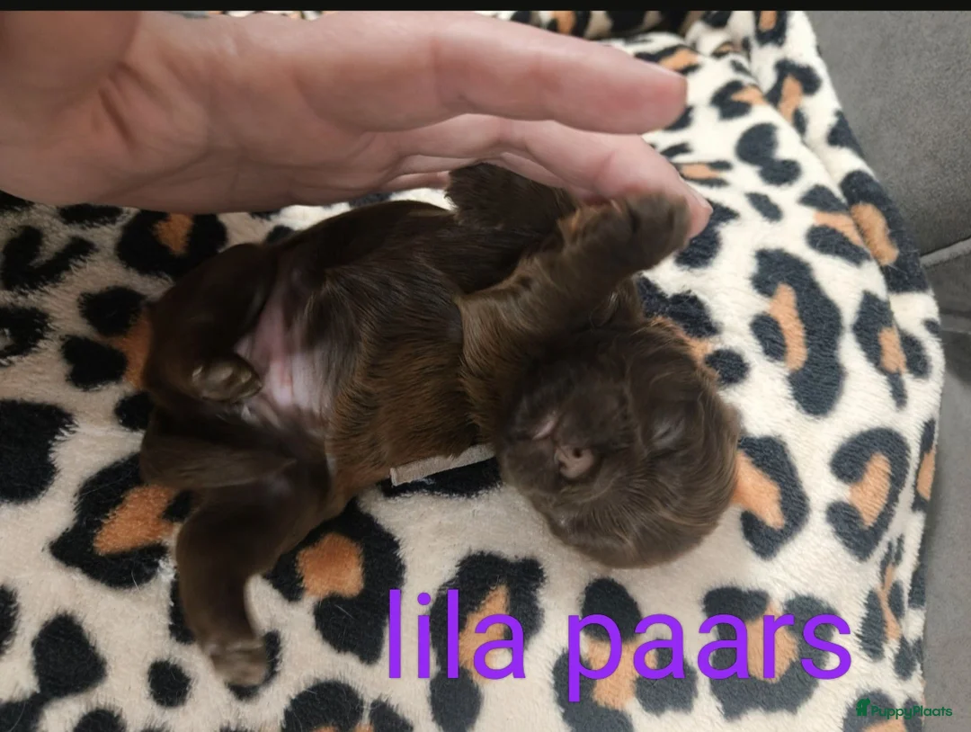 Kruising honden te koop: Shih tzu pups - Advertentie 2