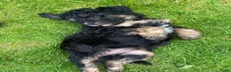 Australian Labradoodle honden te koop: 3 Aussi Labradoodle Pups, incl. karakter test   - Advertentie 14