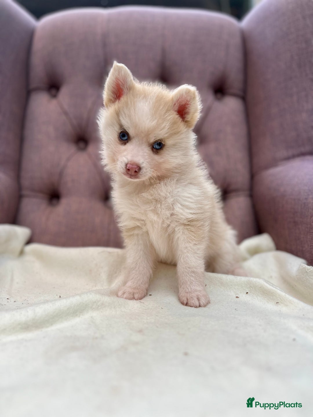 Pomsky honden te koop: Super mooie Pomsky puppy’s  - Afbeelding 9
