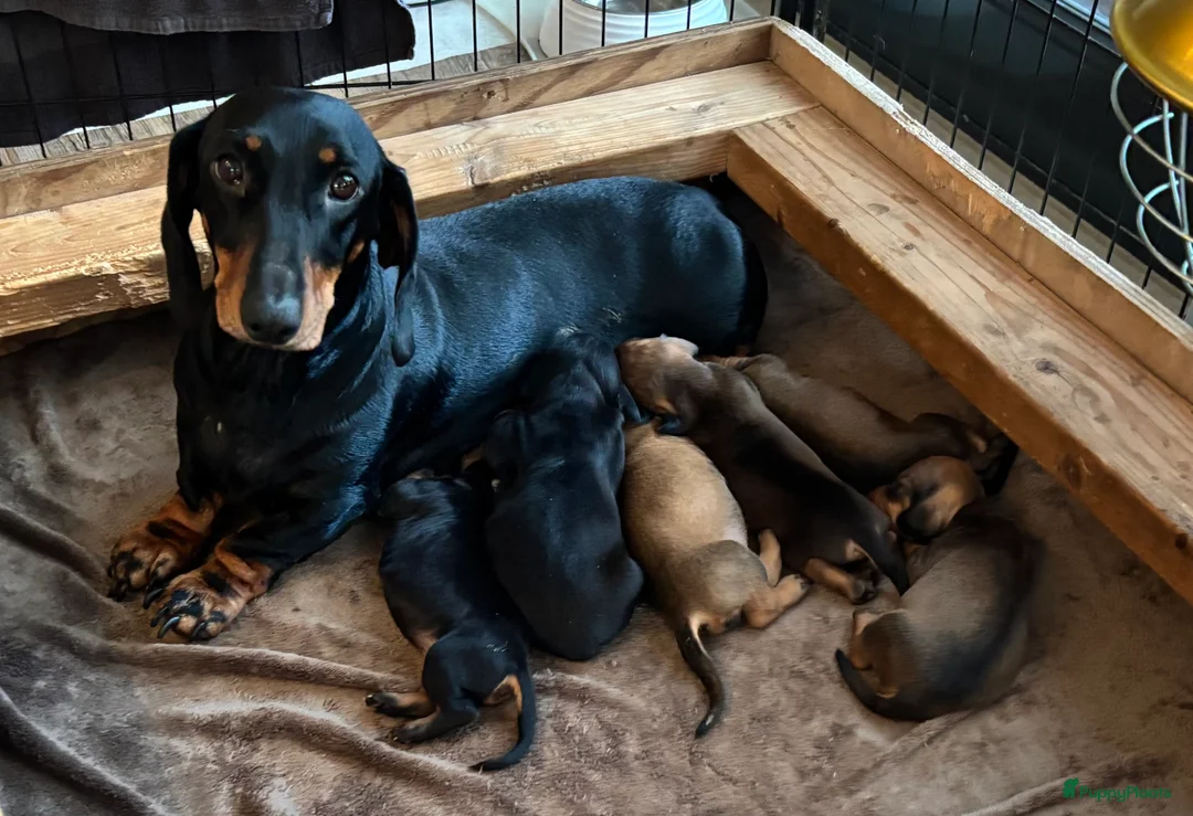 Teckel (korthaar)  honden te koop: Korthaar teckel pups (standaard) - Advertentie 1