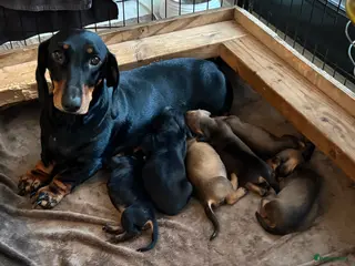 Teckel (korthaar) honden Korthaar teckel pups (standaard) - Advertentie 2