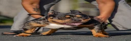 Amerikaanse Bully honden te koop: American Bully pocket pups verwacht  - Advertentie 2