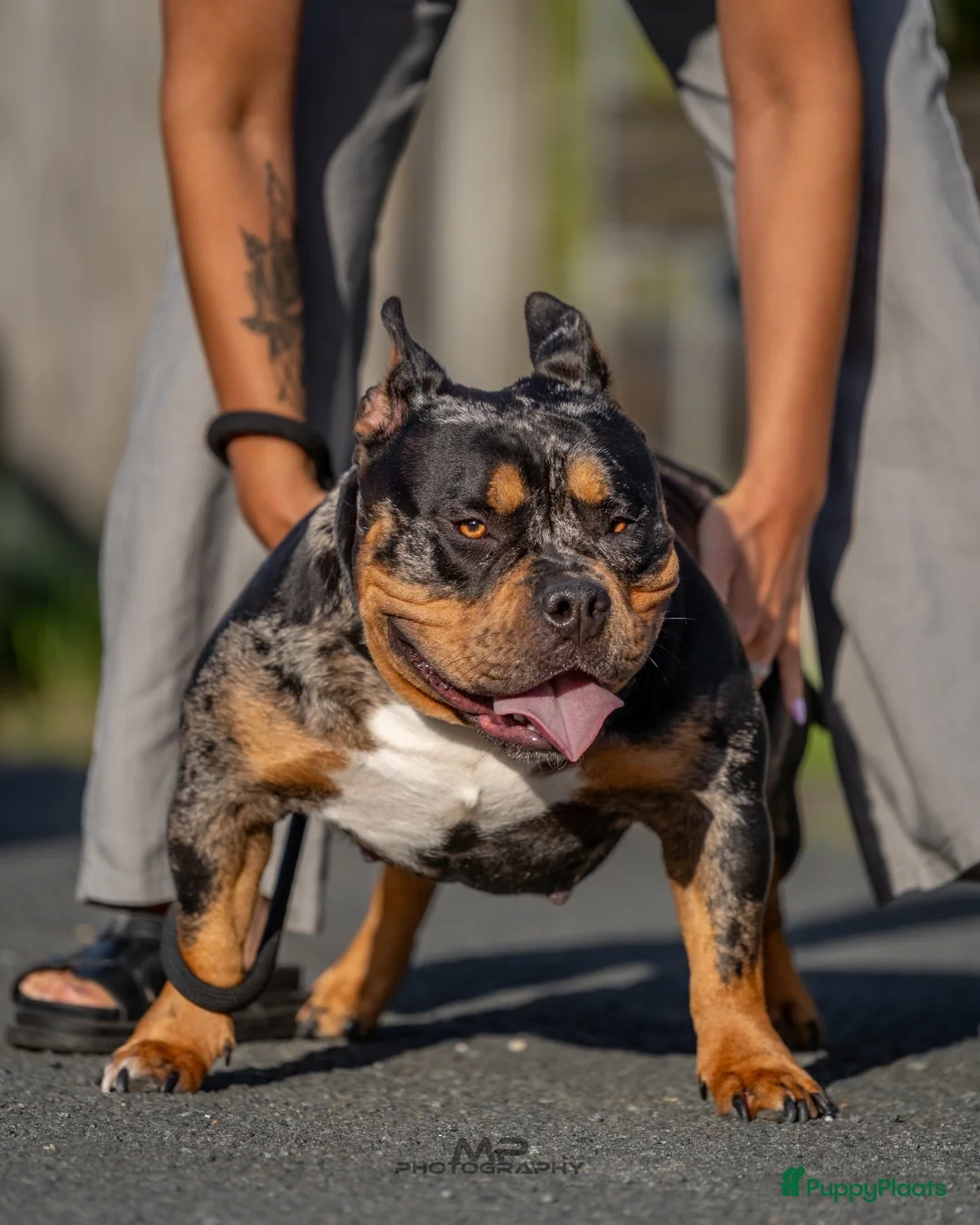 Amerikaanse Bully honden te koop: American Bully pocket pups verwacht  - Advertentie 2