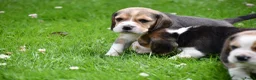 Beagle honden te koop: Prachtige Beagle pups  - Advertentie 12