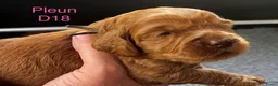 Australian Labradoodle honden te koop: Medium Australian Labradoodle puppy's - Advertentie 7