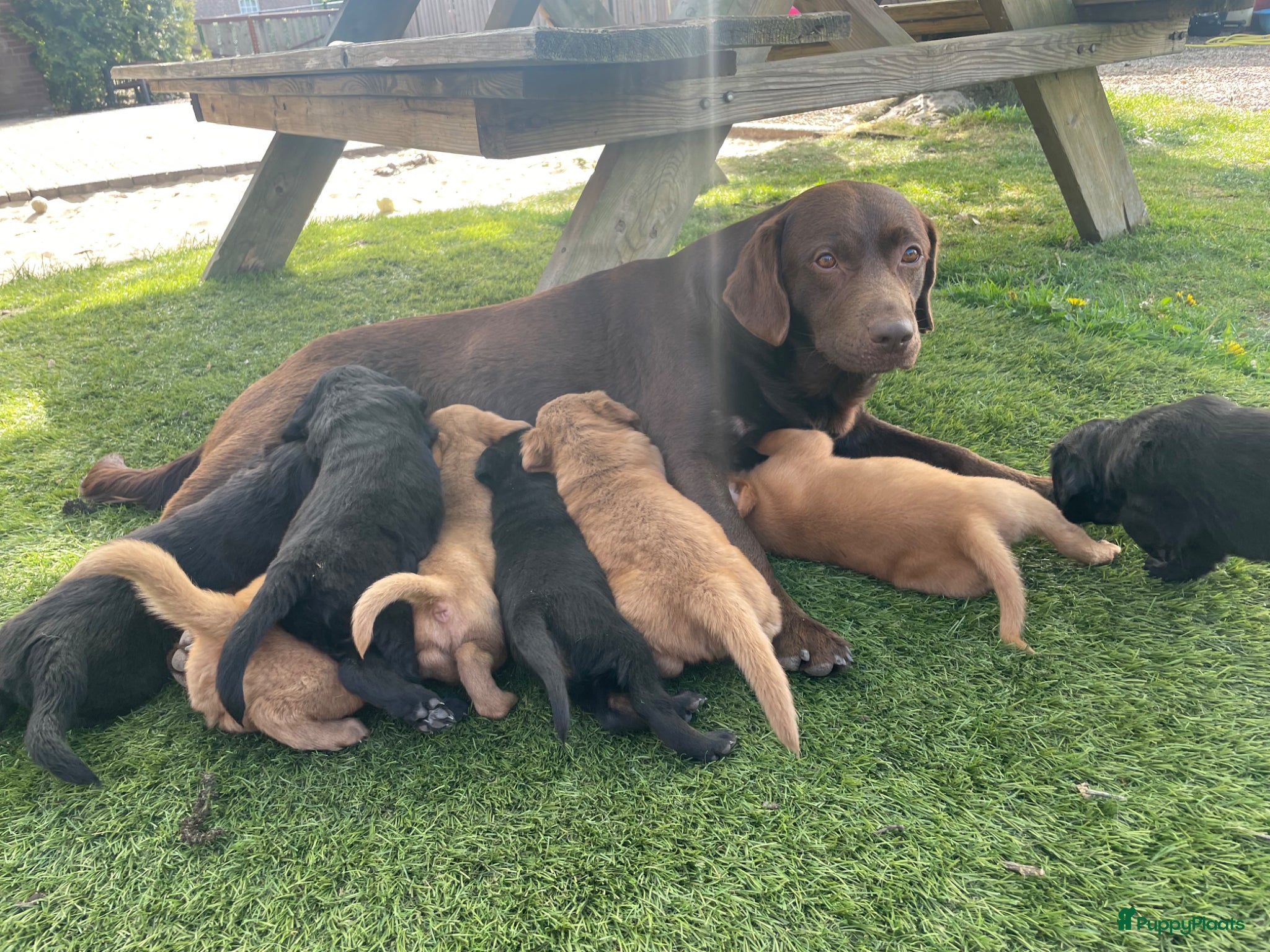 Kruising honden Kruising Labrador met Golden retriever - Advertentie 13