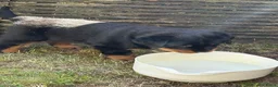 Kruising honden te koop: Berner SennerxRottweiler puppy's in Dalfsen - Advertentie 12