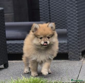 Kruising honden Zeer mooi pomeriaan puppy  - Advertentie 9