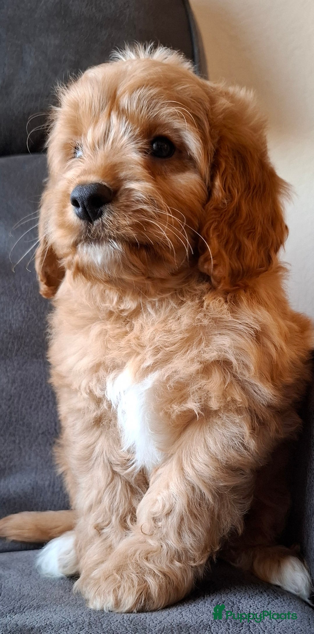 Cockapoo honden te koop: Cockapoo pups  - Advertentie 6