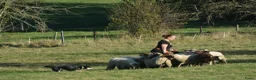 Australian Kelpie honden te koop: Australian Kelpie pups zoeken actieve baasjes - Advertentie 13