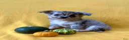 Chihuahua honden te koop: Schattige chihuahua pups mogen bijna verhuizen - Advertentie 2