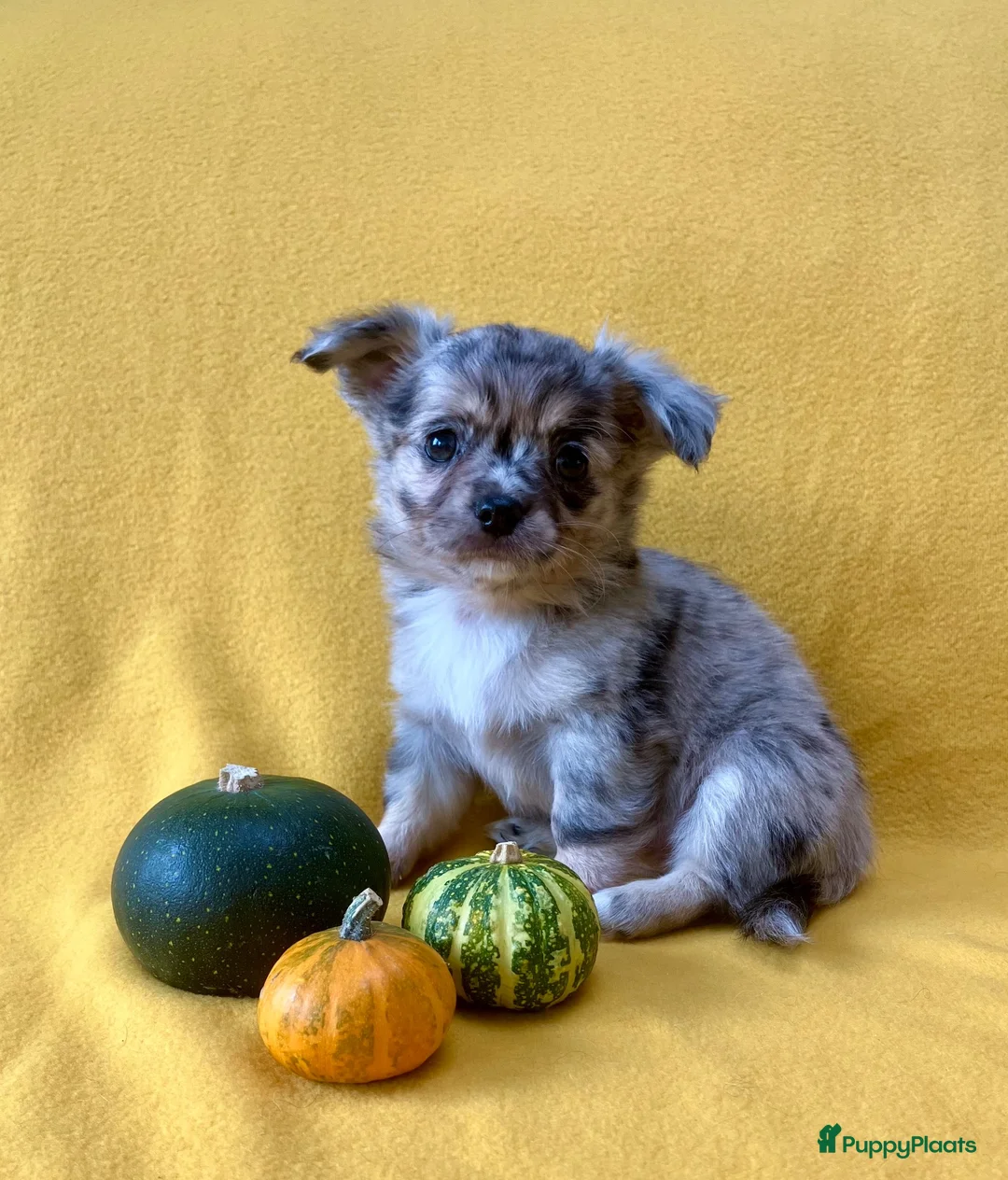 Chihuahua honden te koop: Schattige chihuahua pups mogen bijna verhuizen - Advertentie 2