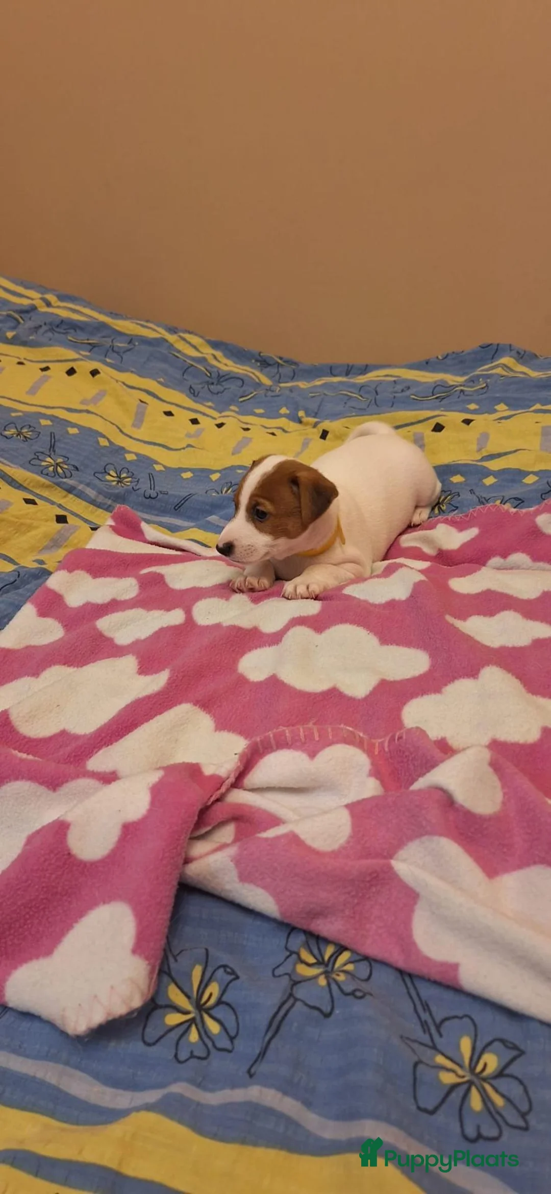 Samojeed honden te koop: Jack Russell pups - Advertentie 3