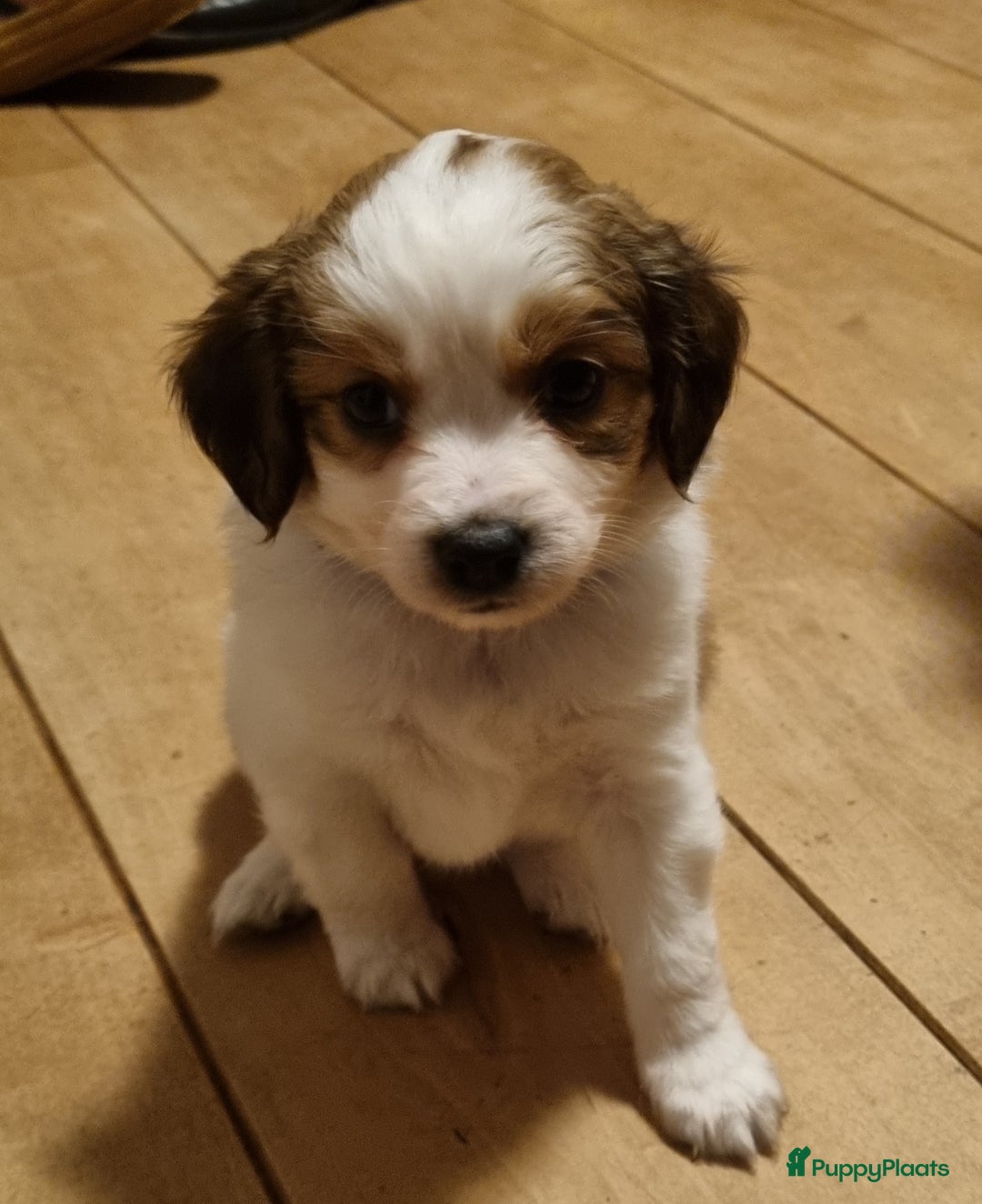 Kooikerhondje honden te koop: 6 Kooiker pups / alle nu gereserveerd!  - Advertentie 2