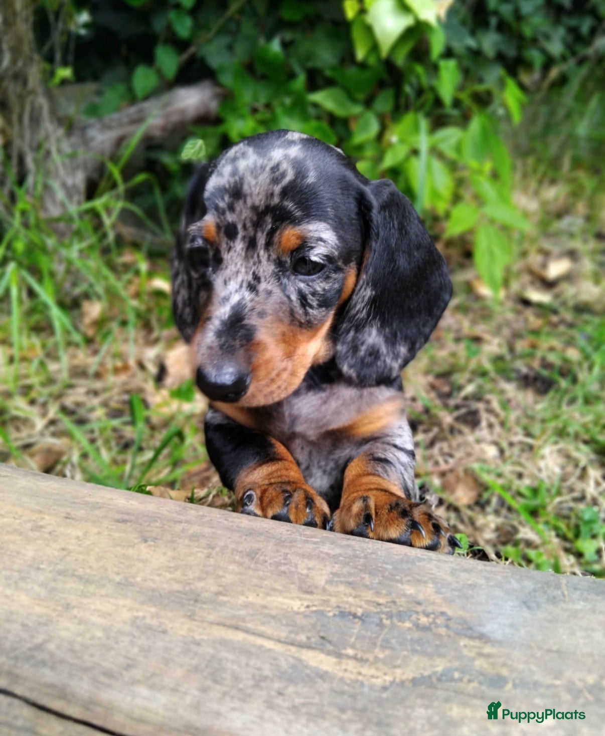 Teckel (korthaar)  honden te koop: Dwerg teckel pupjes. - Advertentie 1