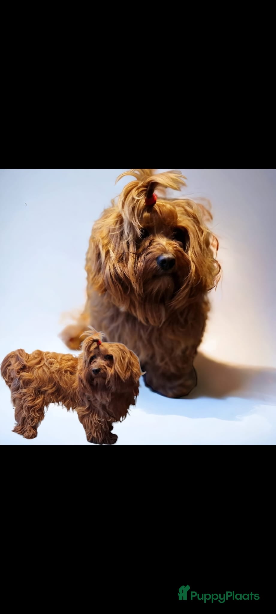 Havanezer honden Super mooie gezonde Havanezerpups met fci stamboom - Advertentie 2