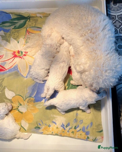 Bichon Frisé honden bichon frise pups - Advertentie 6