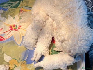 Bichon Frisé honden te koop: bichon frise pups - Advertentie 1