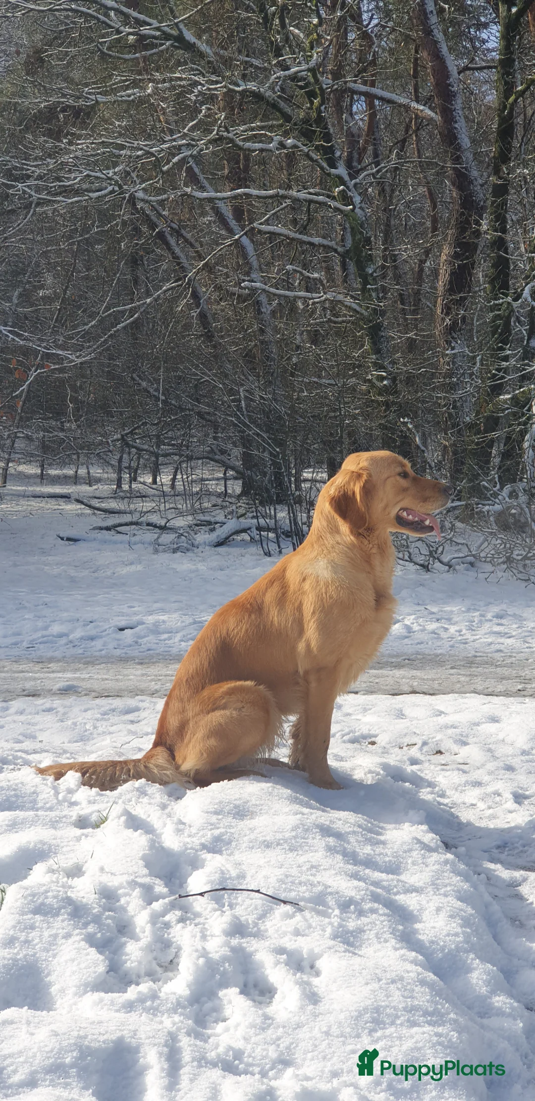 Golden Retriever honden te koop: Goudkleurige Golden Retriever puppy's  - Advertentie 2